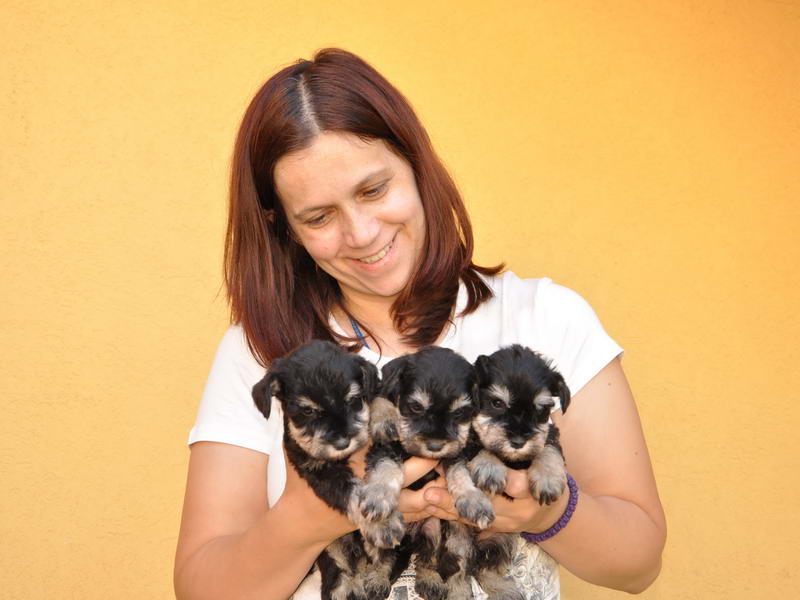 miniature schnauzer patuljasti snaucer