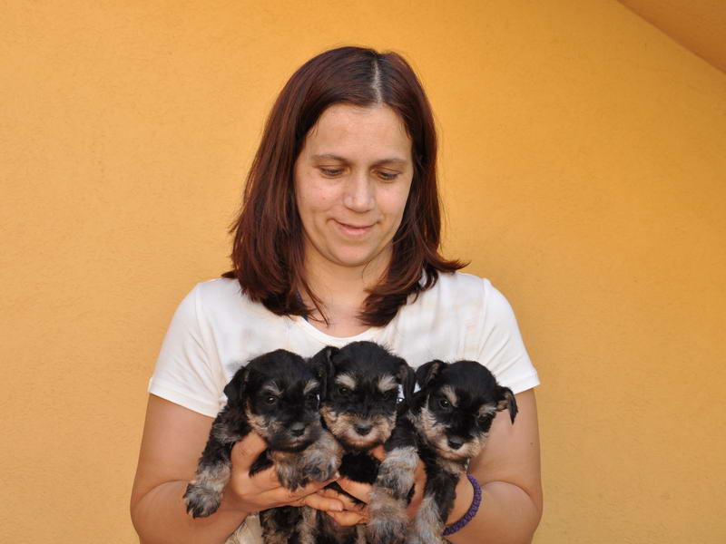 miniature schnauzer patuljasti snaucer