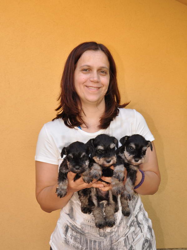 miniature schnauzer patuljasti snaucer