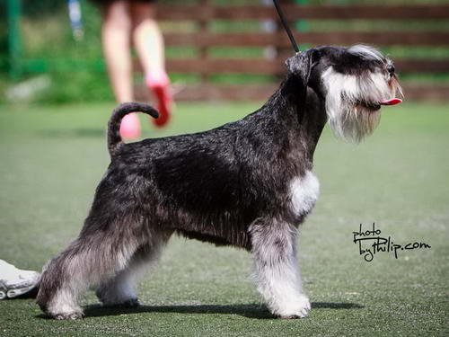 House Kazak miniature schnauzer patuljasti snaucer