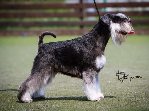 House Kazak miniature schnauzer patuljasti snaucer