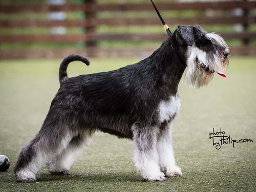 House Kazak miniature schnauzer patuljasti snaucer