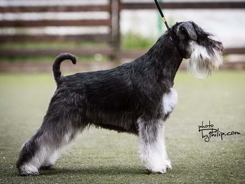 House Kazak miniature schnauzer patuljasti snaucer