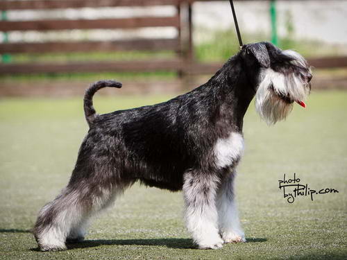 House Kazak miniature schnauzer patuljasti snaucer