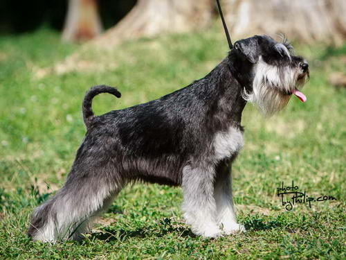 House Kazak miniature schnauzer patuljasti snaucer