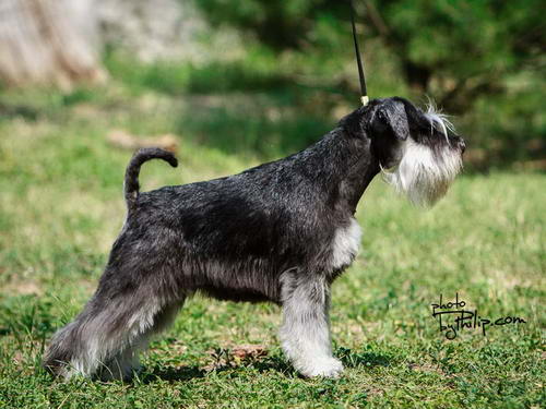 House Kazak miniature schnauzer patuljasti snaucer
