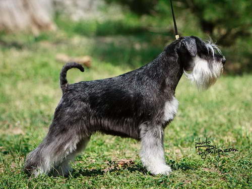 House Kazak miniature schnauzer patuljasti snaucer