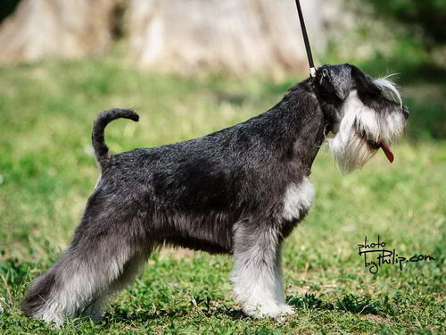 House Kazak miniature schnauzer patuljasti snaucer