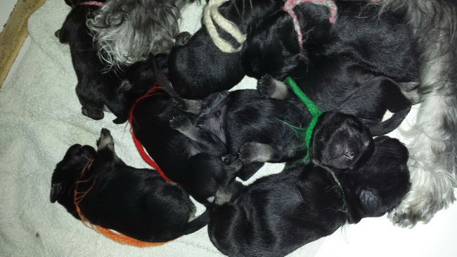 miniature schnauzer patuljasti snaucer