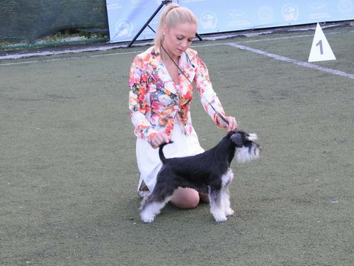 House Kazak miniature schnauzer patuljasti snaucer