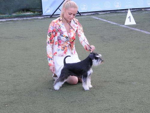 House Kazak miniature schnauzer patuljasti snaucer
