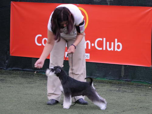 House Kazak miniature schnauzer patuljasti snaucer