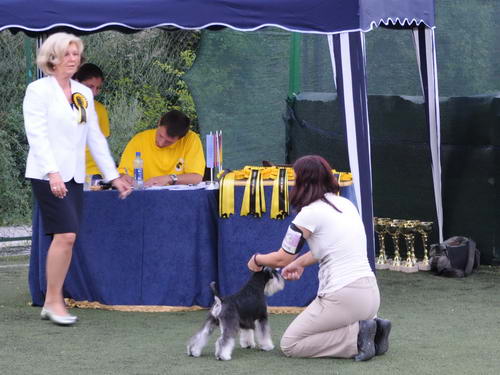 House Kazak miniature schnauzer patuljasti snaucer