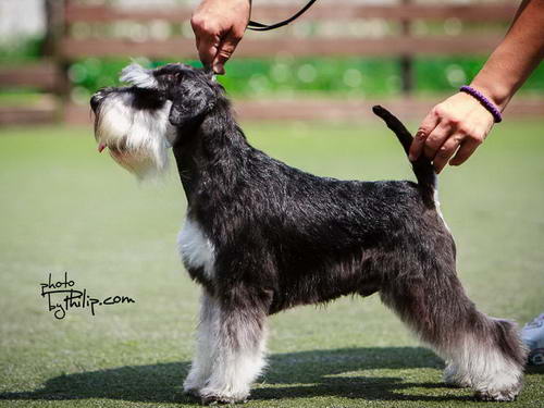 House Kazak miniature schnauzer patuljasti snaucer
