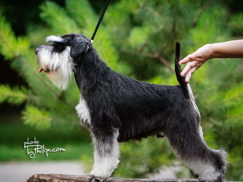 House Kazak miniature schnauzer patuljasti snaucer