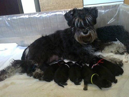 miniature schnauzer patuljasti snaucer