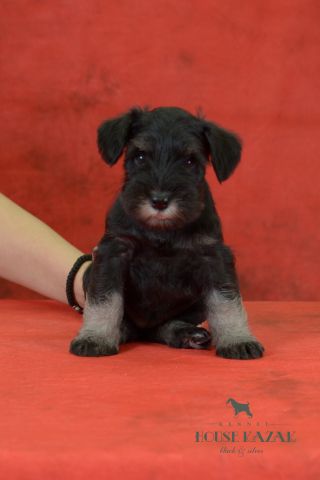 miniature schnauzer patuljasti snaucer