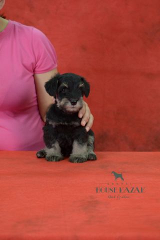 miniature schnauzer patuljasti snaucer