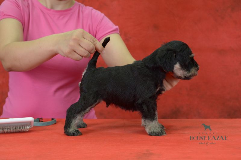 miniature schnauzer patuljasti snaucer