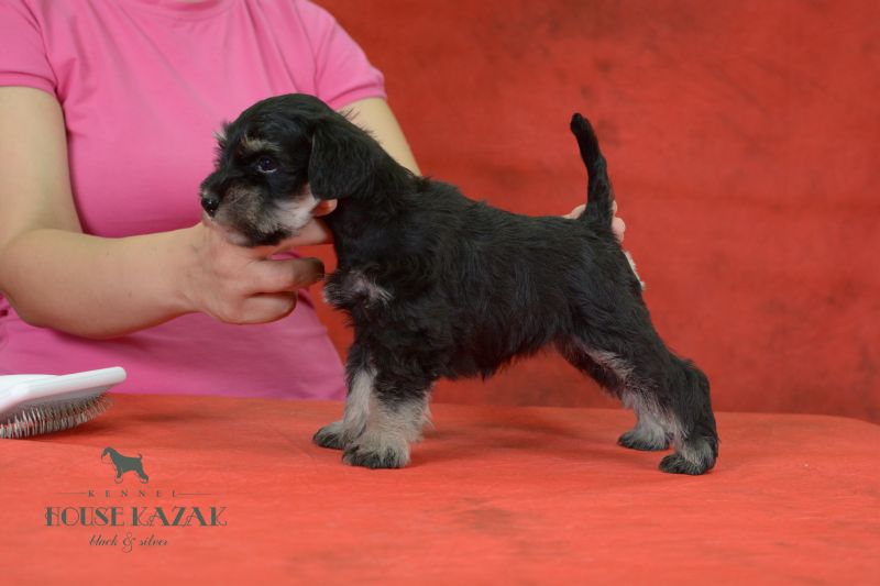 miniature schnauzer patuljasti snaucer