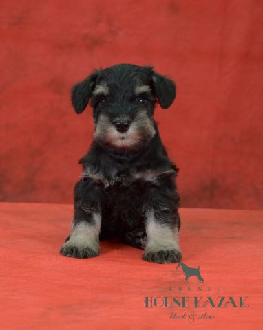 miniature schnauzer patuljasti snaucer