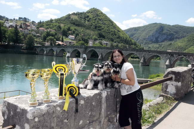 House Kazak miniature schnauzer patuljasti snaucer