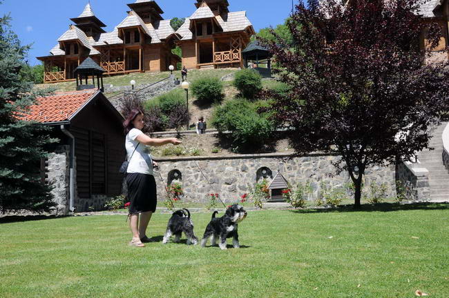House Kazak miniature schnauzer patuljasti snaucer