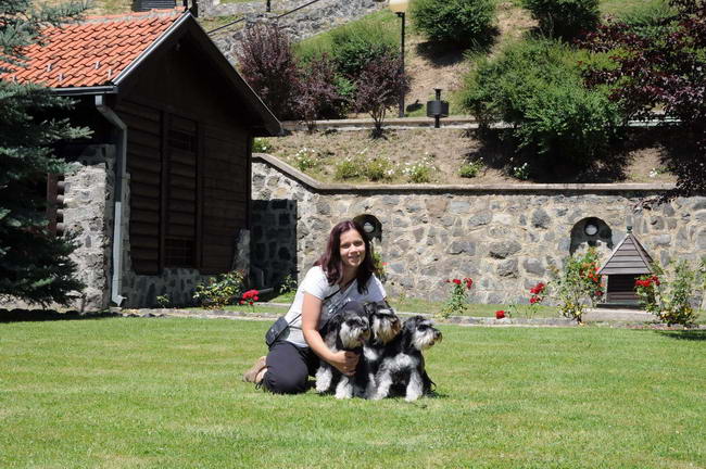 House Kazak miniature schnauzer patuljasti snaucer