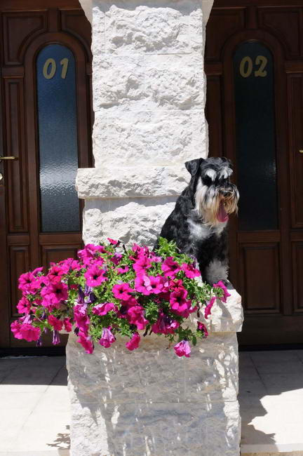 House Kazak miniature schnauzer patuljasti snaucer