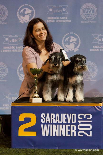 House Kazak miniature schnauzer patuljasti snaucer