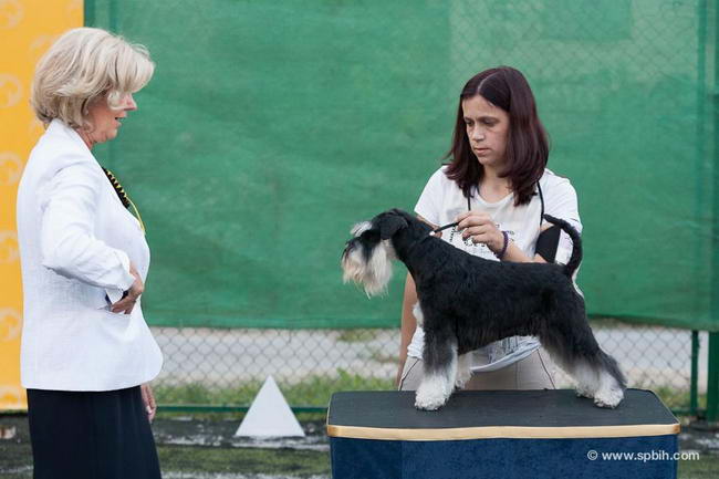 House Kazak miniature schnauzer patuljasti snaucer