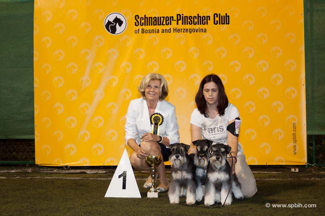 House Kazak miniature schnauzer patuljasti snaucer