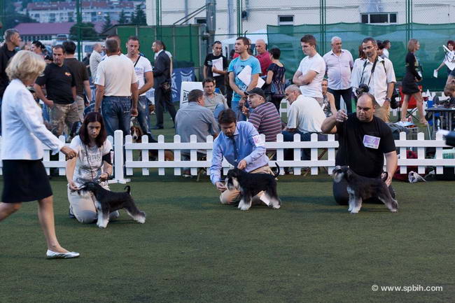 House Kazak miniature schnauzer patuljasti snaucer