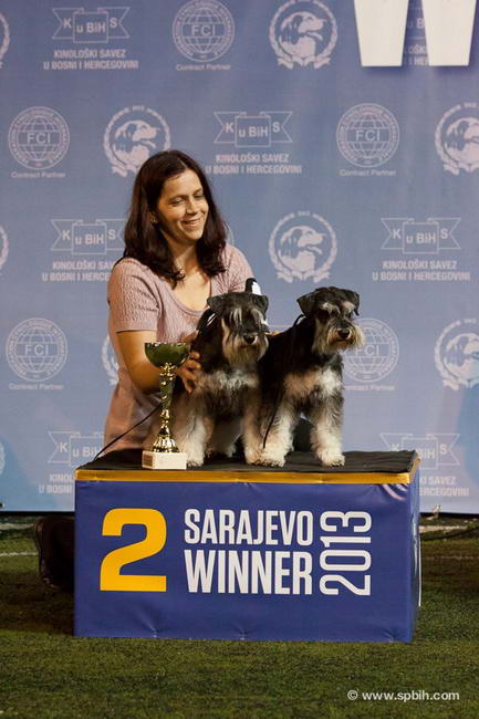 House Kazak miniature schnauzer patuljasti snaucer