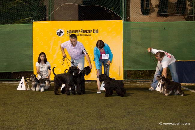 House Kazak miniature schnauzer patuljasti snaucer