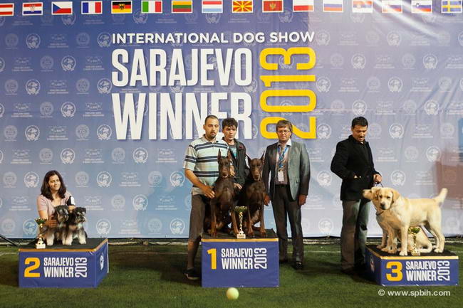House Kazak miniature schnauzer patuljasti snaucer