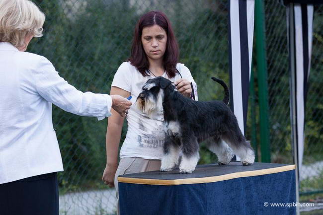 House Kazak miniature schnauzer patuljasti snaucer