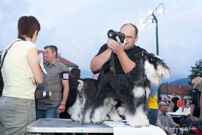 House Kazak miniature schnauzer patuljasti snaucer