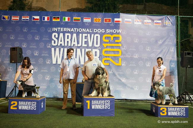 House Kazak miniature schnauzer patuljasti snaucer