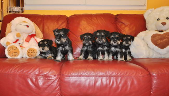 miniature schnauzer patuljasti snaucer