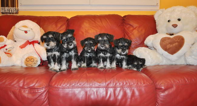 miniature schnauzer patuljasti snaucer