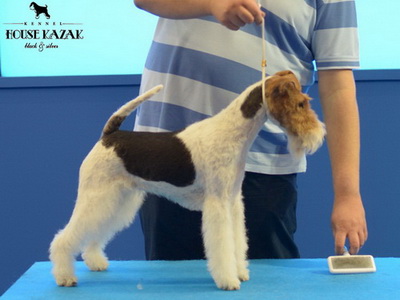 Fox Terrier Yasmina v.d Schonenbergen