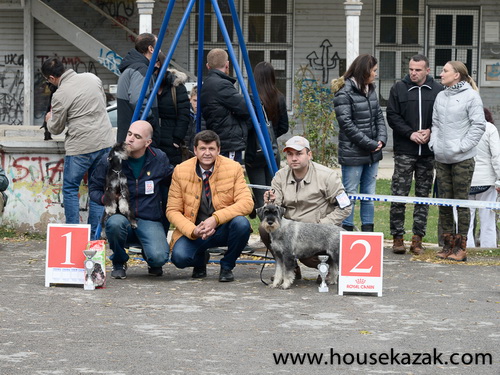 House Kazak Gloria (Recognition's United Actions x House Kazak Lillian - puppy class - VP1, Puppy BOB, Puppy BIS