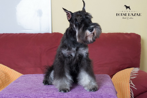 miniature schnauzer patuljasti snaucer