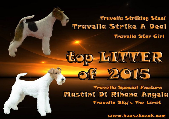 Fox Terrier TOP LITTER