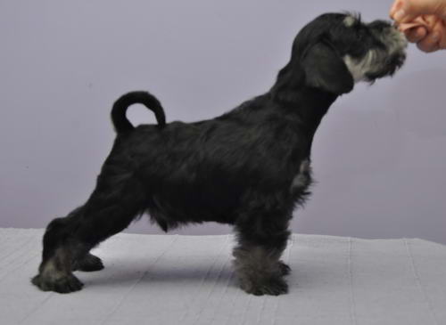 miniature schnauzer patuljasti snaucer