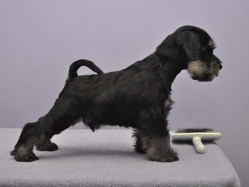 miniature schnauzer patuljasti snaucer