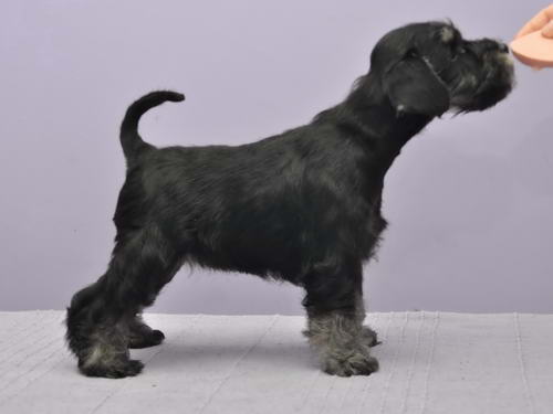 miniature schnauzer patuljasti snaucer