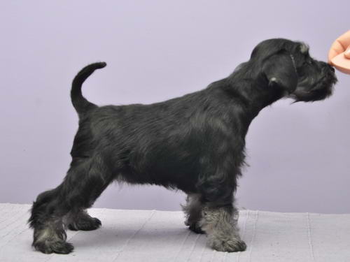 miniature schnauzer patuljasti snaucer