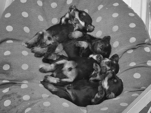 miniature schnauzer patuljasti snaucer